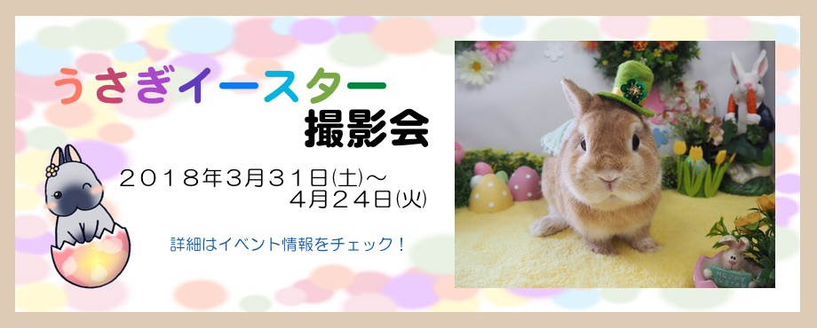 バニーファミリー横浜 うさぎ専門店/うさぎブリーダー/うさぎ用品通販/うさぎホテルトップ画像2