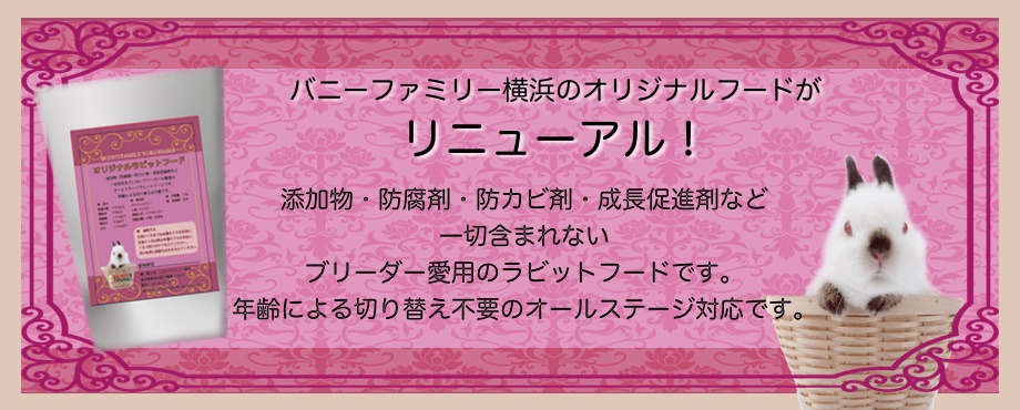 バニーファミリー横浜 うさぎ専門店/うさぎブリーダー/うさぎ用品通販/うさぎホテルトップ画像2