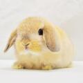 ホーランドロップ　No.362　家族が決まりました