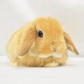 ホーランドロップ　No.363　家族が決まりました