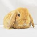  ホーランドロップ　No.365　家族が決まりました