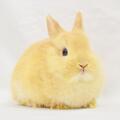 ネザーランドドワーフ　No.884　家族が決まりました