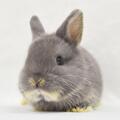 ネザーランドドワーフ　No.887 家族が決まりました
