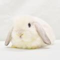 ホーランドロップ　No.379　家族が決まりました