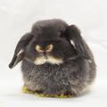 ホーランドロップ　No.382　家族が決まりました