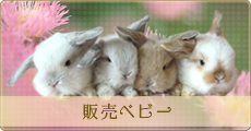 販売ベビー