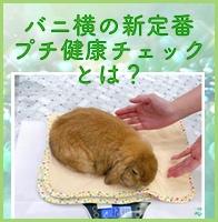 新サービス　うさぎの健康チェック