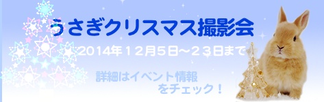 中央バナ2014クリスマス撮影会.jpg