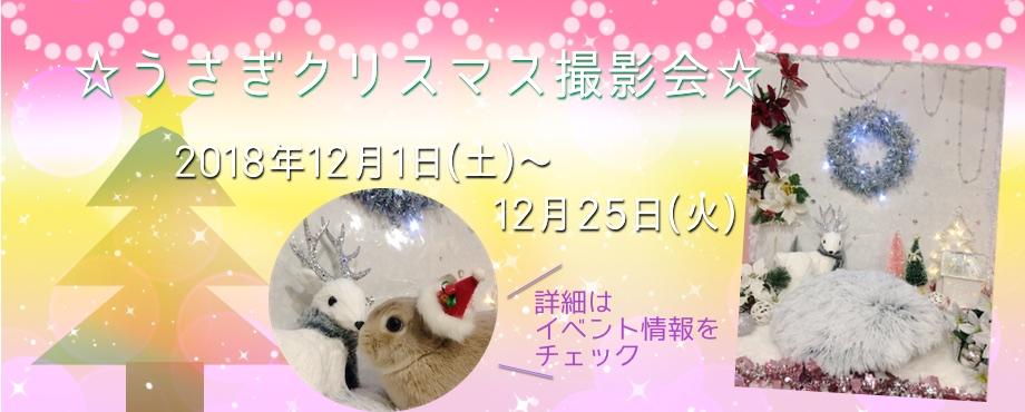 バニーファミリー横浜 うさぎ専門店/うさぎブリーダー/うさぎ用品通販/うさぎホテルトップ画像