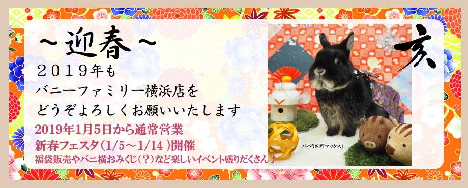 バニーファミリー横浜 うさぎ専門店/うさぎブリーダー/うさぎ用品通販/うさぎホテルトップ画像
