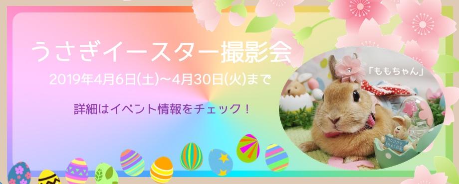 バニーファミリー横浜 うさぎ専門店/うさぎブリーダー/うさぎ用品通販/うさぎホテルトップ画像2