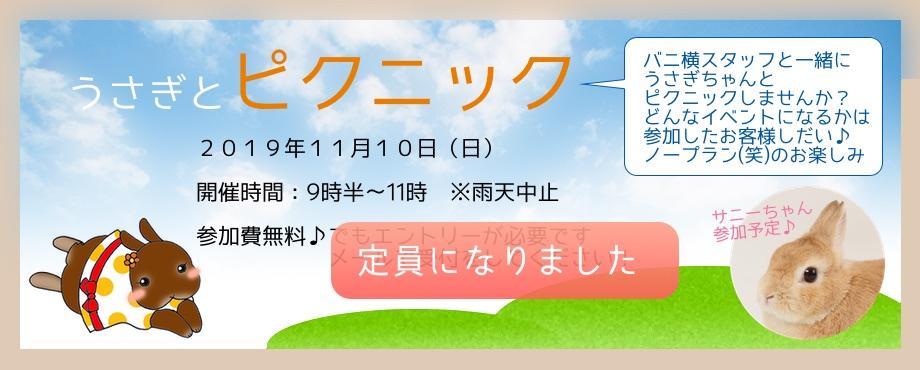 バニーファミリー横浜 うさぎ専門店/うさぎブリーダー/うさぎ用品通販/うさぎホテルトップ画像3