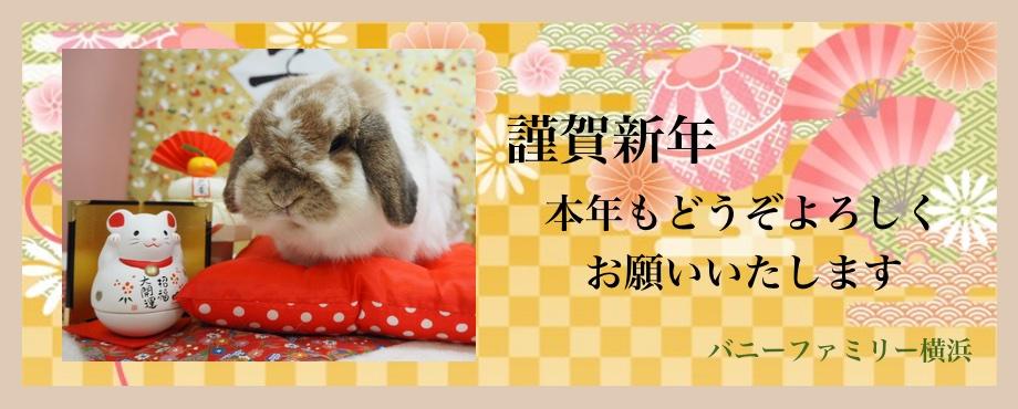 バニーファミリー横浜 うさぎ専門店/うさぎブリーダー/うさぎ用品通販/うさぎホテルトップ画像2