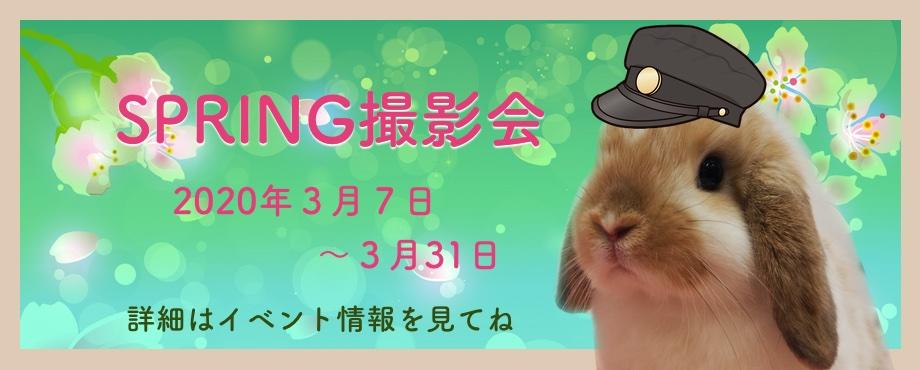 バニーファミリー横浜 うさぎ専門店/うさぎブリーダー/うさぎ用品通販/うさぎホテルトップ画像4