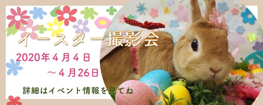 バニーファミリー横浜 うさぎ専門店/うさぎブリーダー/うさぎ用品通販/うさぎホテルトップ画像3