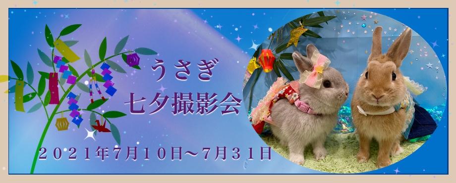 バニーファミリー横浜 うさぎ専門店/うさぎブリーダー/うさぎ用品通販/うさぎホテルトップ画像4