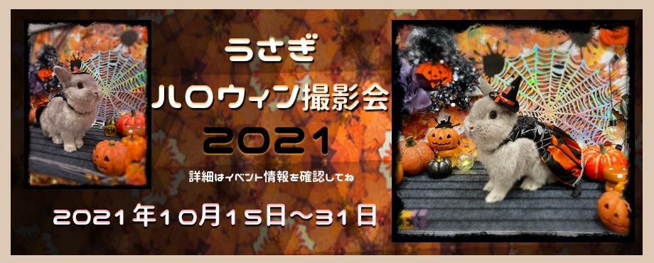 バニーファミリー横浜 うさぎ専門店/うさぎブリーダー/うさぎ用品通販/うさぎホテルトップ画像4