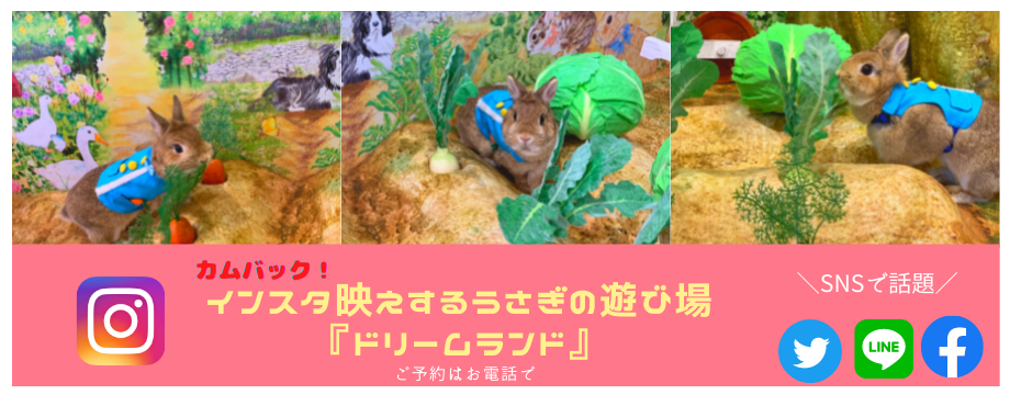 バニーファミリー横浜 うさぎ専門店/うさぎブリーダー/うさぎ用品通販/うさぎホテルトップ画像3