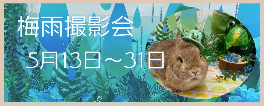 バニーファミリー横浜 うさぎ専門店/うさぎブリーダー/うさぎ用品通販/うさぎホテルトップ画像2