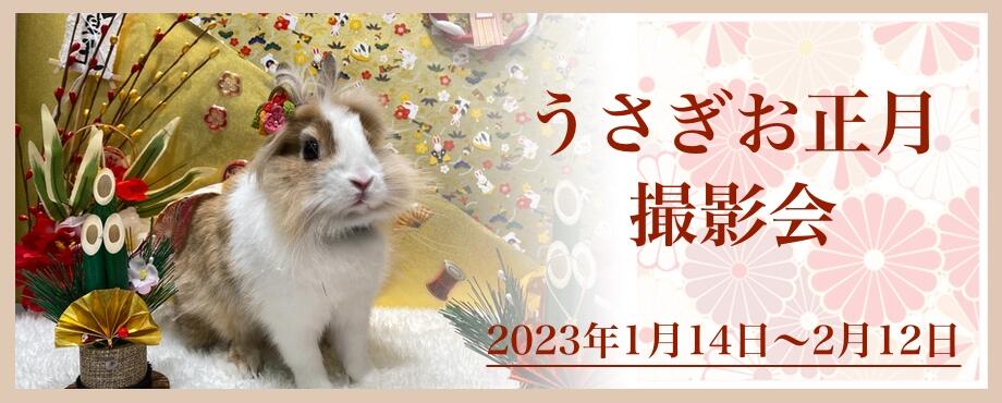 バニーファミリー横浜 うさぎ専門店/うさぎブリーダー/うさぎ用品通販/うさぎホテルトップ画像2