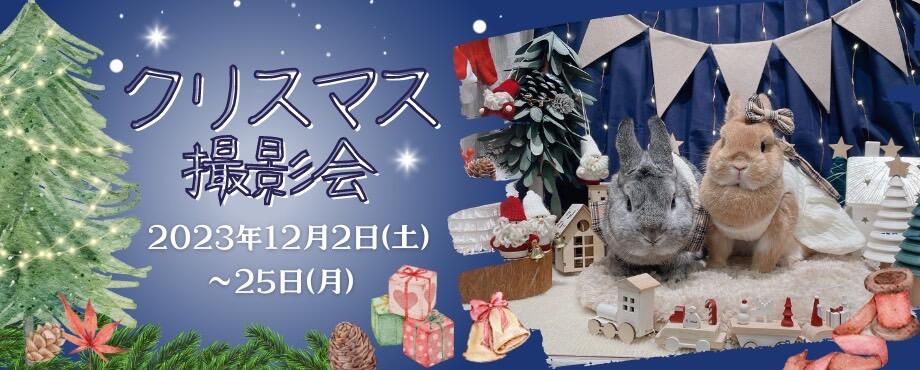 バニーファミリー横浜 うさぎ専門店/うさぎブリーダー/うさぎ用品通販/うさぎホテルトップ画像