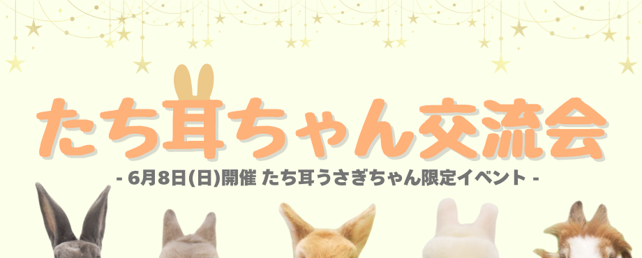バニーファミリー横浜 うさぎ専門店/うさぎブリーダー/うさぎ用品通販/うさぎホテルトップ画像2