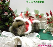 2009 クリスマス撮影会