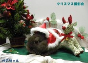 2009 クリスマス撮影会