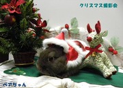 2009 クリスマス撮影会