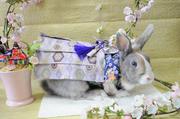2010年（春）お着物撮影会