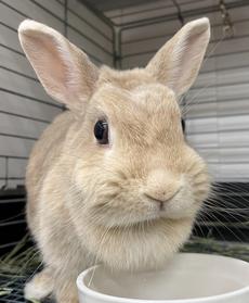 オリーブちゃん　里親さんがきまりました